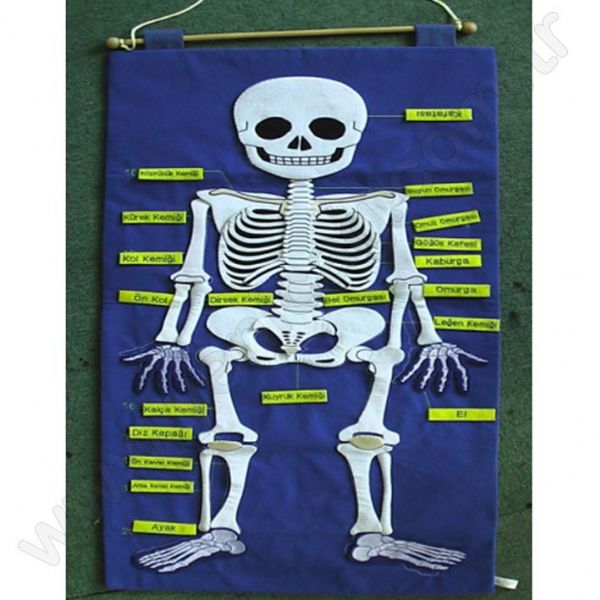 Velcro Skeleton Board