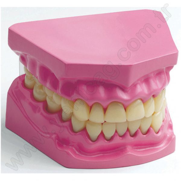 Tooth Model