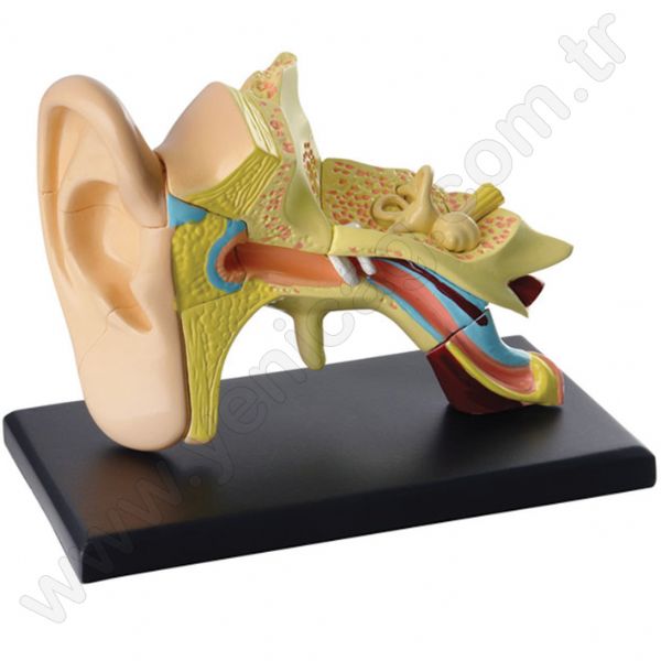 Ear Model